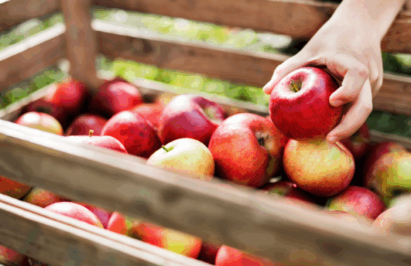 PFLANZFESTIVAL ERNTE & ALLES-MIT-APFEL-FEST