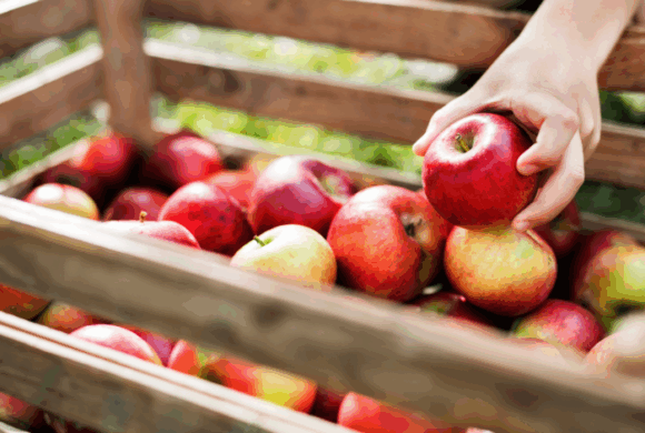 PFLANZFESTIVAL ERNTE & ALLES-MIT-APFEL-FEST