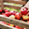 PFLANZFESTIVAL ERNTE & ALLES-MIT-APFEL-FEST
