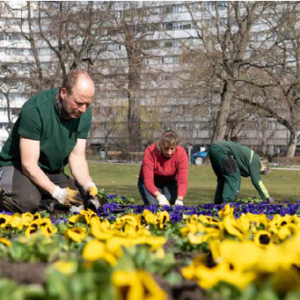 Ein Hauch Frühling für die Chemnitzer City