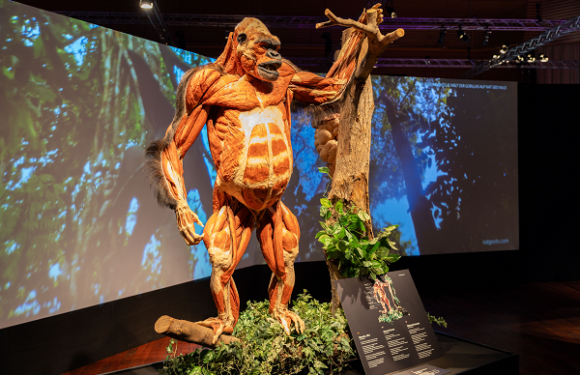 „Körperwelten der Tiere“ kommt in die Markthalle Chemnitz